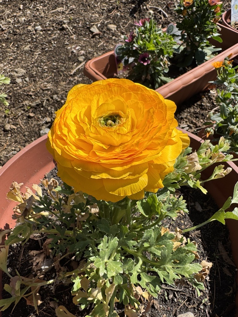 Image - 2026-03-11T200443.856